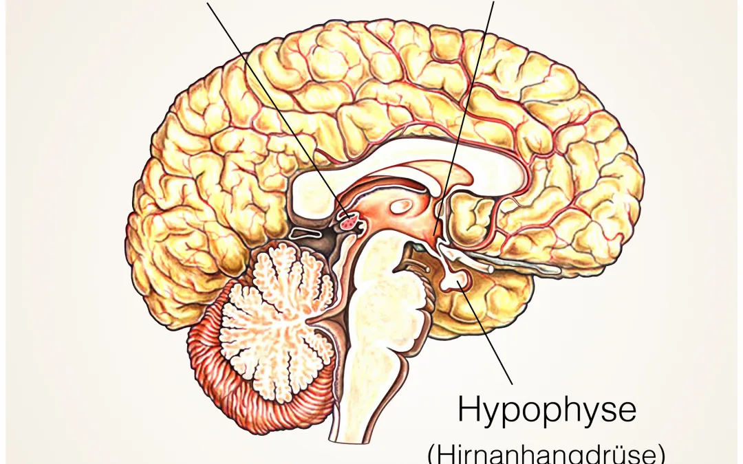 Gehirn dargestellt mit der Zirbeldrüse, Hypothalamus und Hypophyse