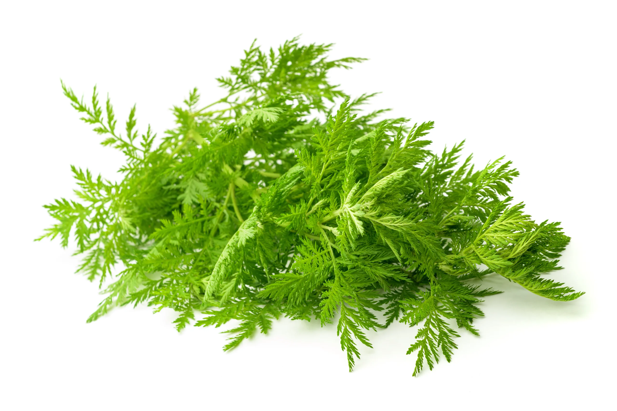 Artemisia annua plant Artemisia annua Kraut auf weißem Hintergrund