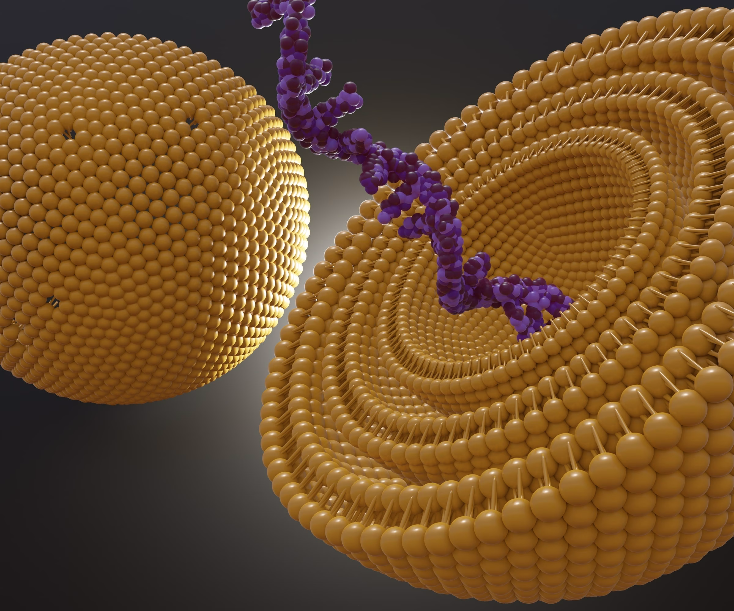 Isolated RNA strand inside of multi lamellar vesicle. genetic carrier and encapsulation 3d rendering Kolloidales Silber, Zink, Magnesium und Silizium in 10ppm und 25ppm in Braunglasflasche von Vitalstoff Christina Theresa