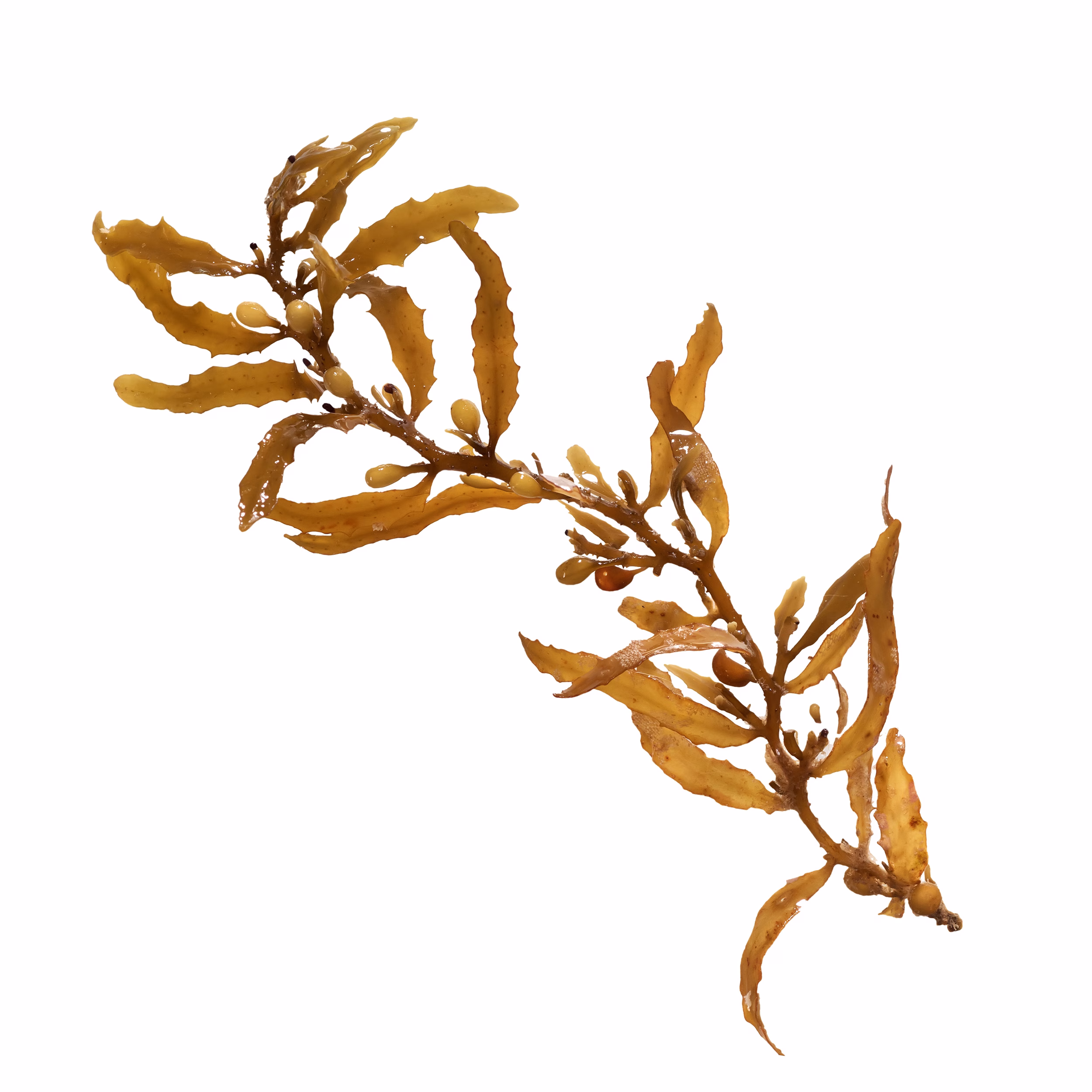 Close-up of Sargassum, showing the air bladders that help it sta MSM Pulver mit Kiefernzapfen im Hintergrund auf weißem Hintergrund mit Vitalstoffe Christina Theresa LOGO links oben