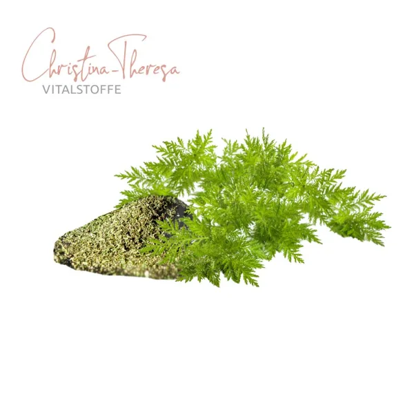 Artemisia annua getrocknete Blätter mit der natürlichen Artemisia annua Pflanze auf weißem Hintergrund mit Vitalstoffe Christina Theresa Logo links oben