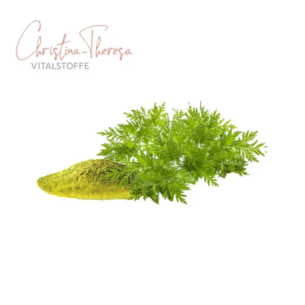Artemisia annua getrocknete Blätter feinst pulverisiert mit der natürlichen Artemisia annua Pflanze auf weißem Hintergrund mit Vitalstoffe Christina Theresa Logo links oben