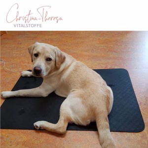 Earthing® Erdungsmatte für Tiere mit magnetischem Anschlusskabel und Erdungsstecker